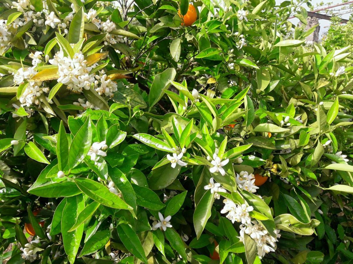 פיסארה Casa Rural La Estrella מראה חיצוני תמונה